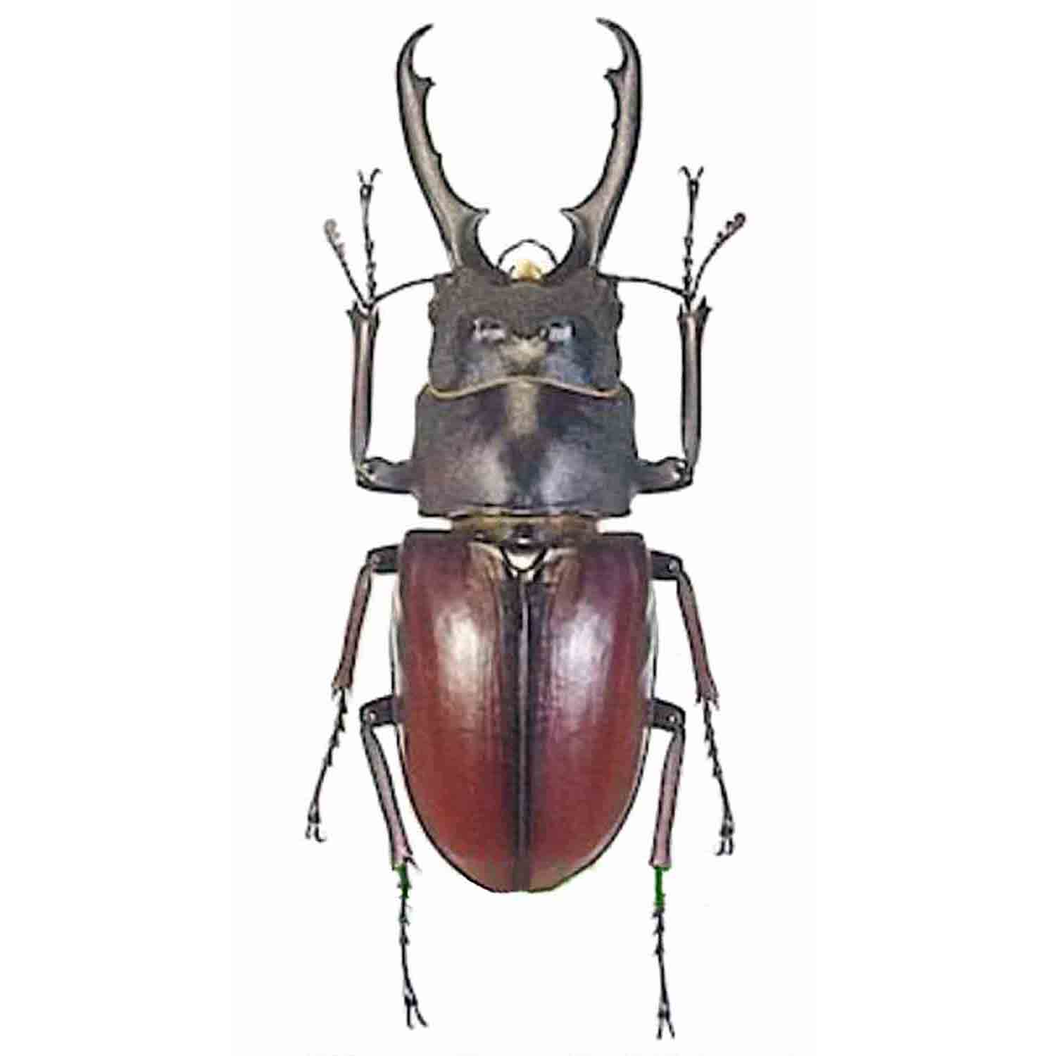 L'Arca di Noè - Prosopocoilus myrmecoleon Cervo Volante Insetto L'Arca di Noè - Prosopocoilus myrmecoleon Cervo Volante Insetto
